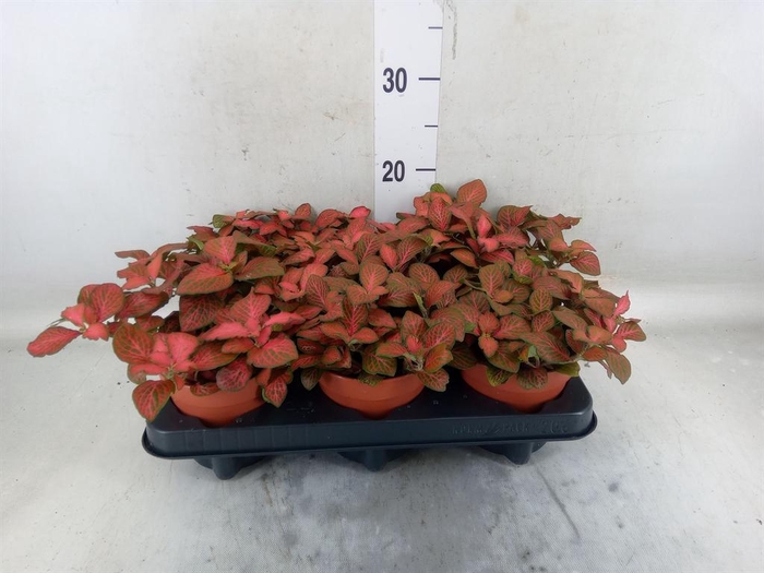 <h4>Fittonia verschaf. 'Forest Flame'</h4>