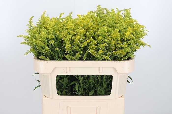 <h4>Solidago Tara</h4>