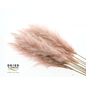 Dried Cortaderia Luxe Fluffy Pink