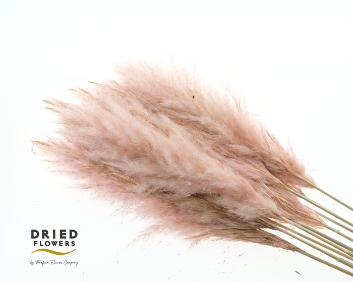 <h4>Dried Cortaderia Luxe Fluffy Pink</h4>