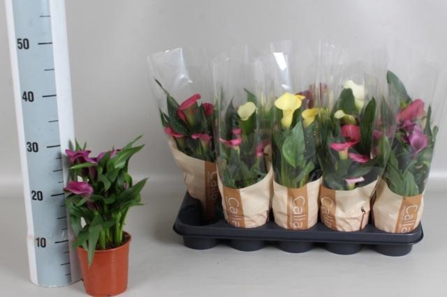 <h4>ZANT GEM 5 KL</h4>