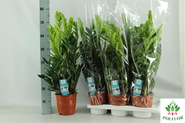 Zamioculcas zamifolia 17Ø 80cm 8st