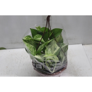 JIBOIA BRANCO PEND C21 PENDENTE