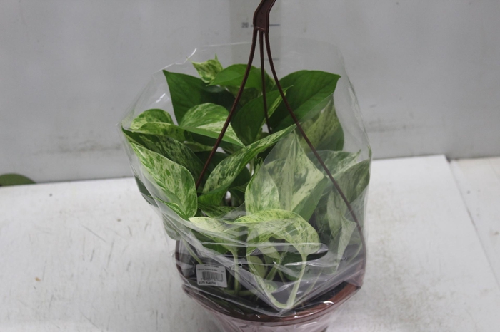 <h4>JIBOIA BRANCO PEND C21 PENDENTE</h4>