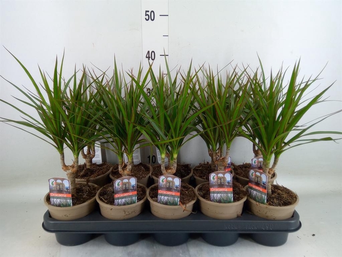 <h4>Dracaena marg.</h4>