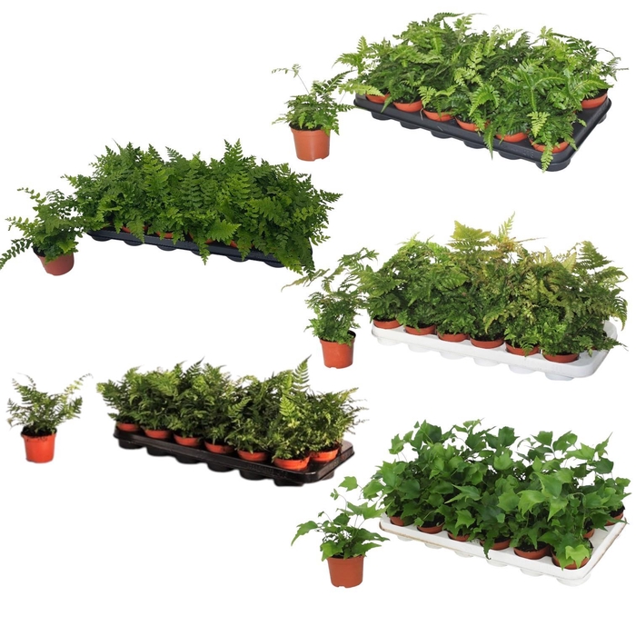 <h4>Varens Divers - 4 a 5 soorten per laag</h4>