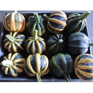 Cucurbita Kamo-kamo