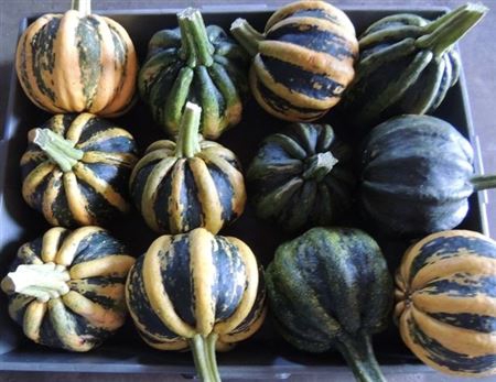 <h4>Cucurbita Kamo-kamo</h4>