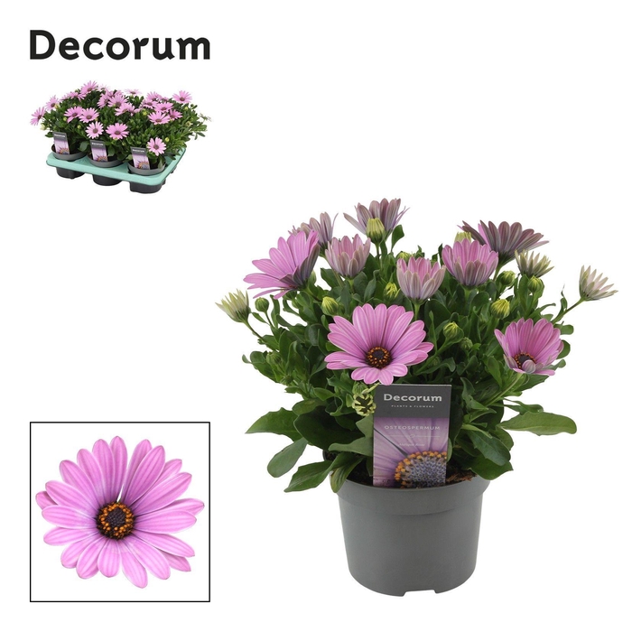 <h4>Osteospermum Cape Daisy Antique Rose Decorum</h4>