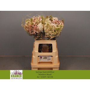 SYR HY MAIDENS BLUSH