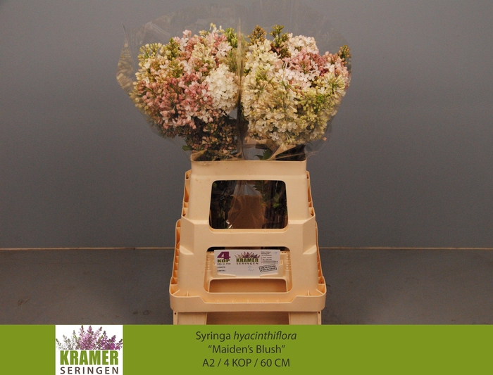 <h4>SYR HY MAIDENS BLUSH</h4>