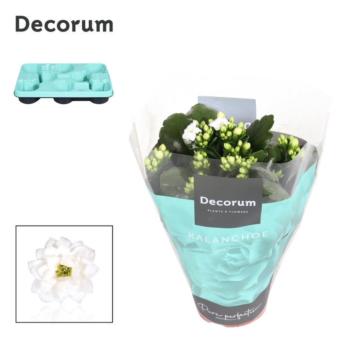 <h4>Kalanchoe Decorum - White</h4>