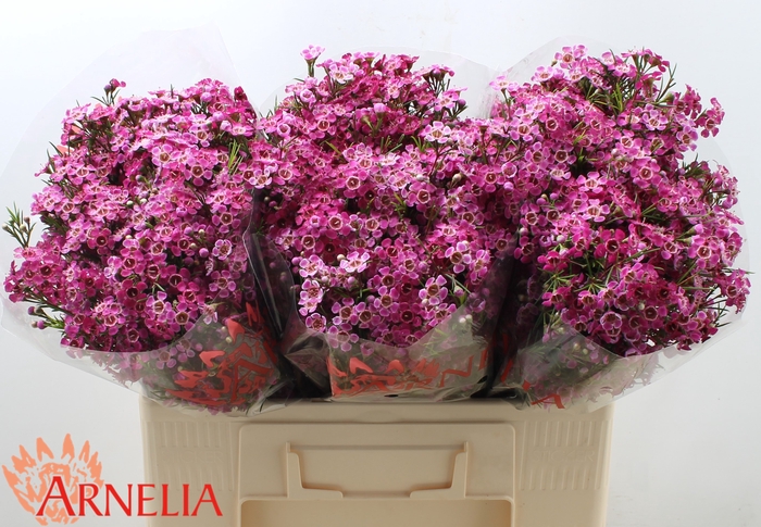 <h4>Chamelaucium 'purple Rain'</h4>