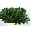 Ruscus Israel