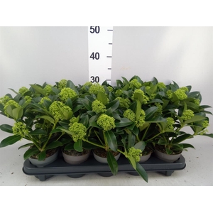 Skimmia jap. 'White Globe'