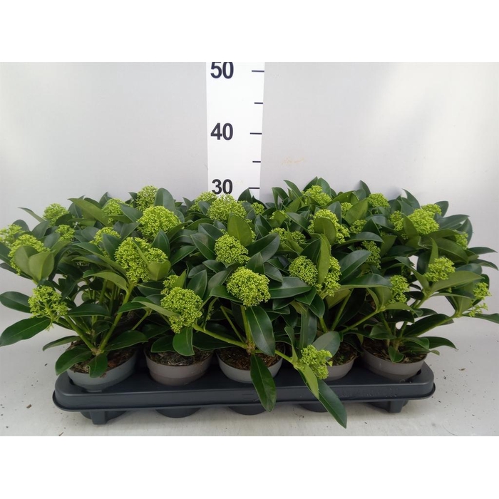 <h4>Skimmia jap. 'White Globe'</h4>