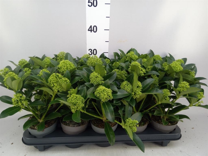 Skimmia jap. 'White Globe'