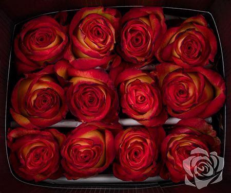 <h4>R Gr High And Magic</h4>