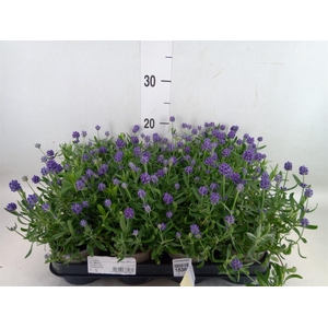 Lavandula angus.