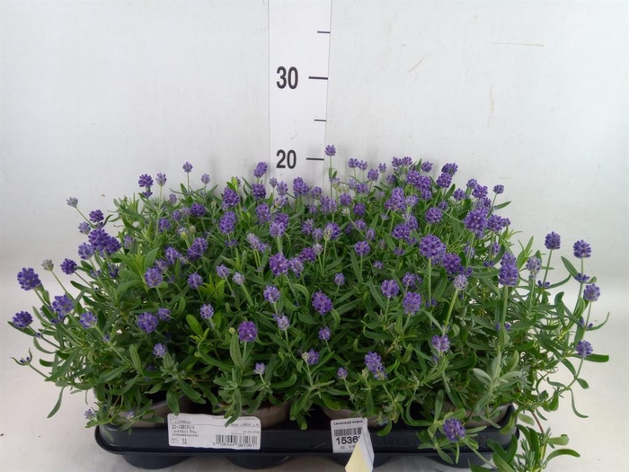 <h4>Lavandula angus.</h4>