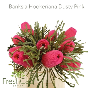 Banksia Hookeriana Dusty Pink