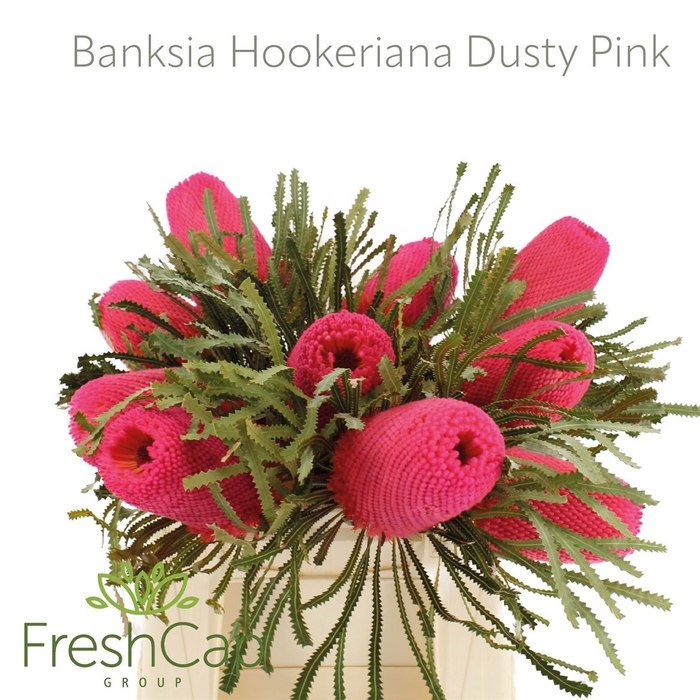 <h4>Banksia Hookeriana Dusty Pink</h4>