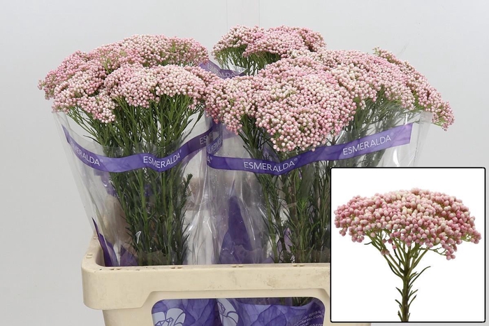 <h4>OZOTH COOKS TALL PIN</h4>