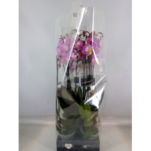 Phalaenopsis  'Ant Split'