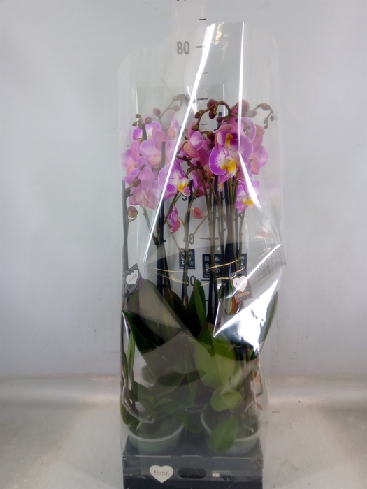 <h4>Phalaenopsis  'Ant Split'</h4>