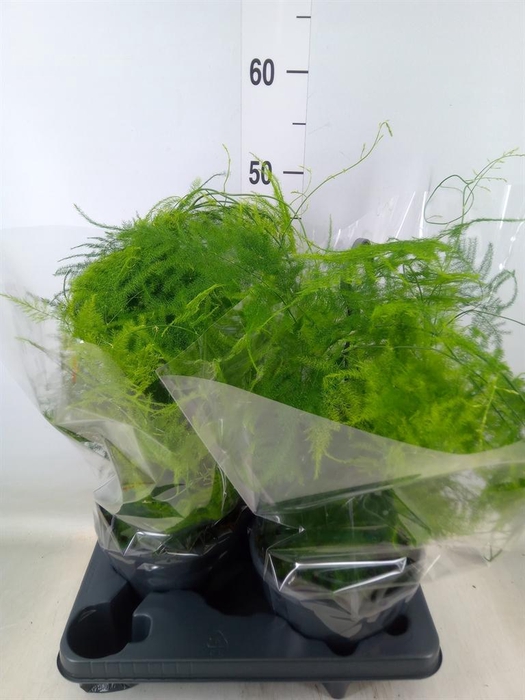 <h4>Asparagus setaceus</h4>