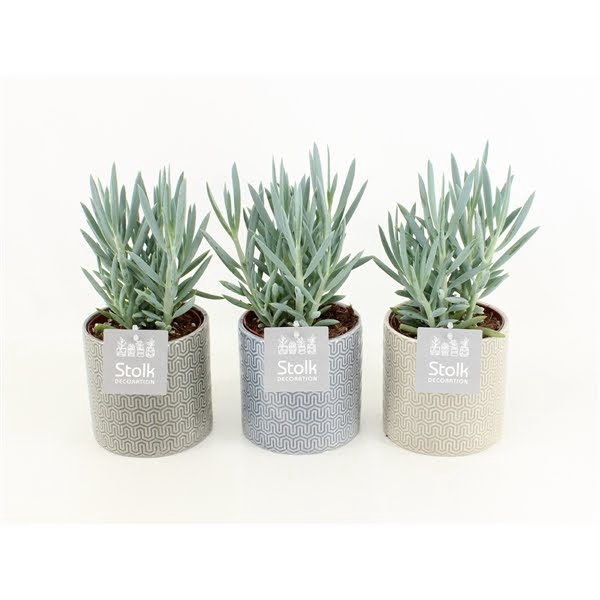 <h4>Senecio Curio Ficoides Mount Everest in Gaia keramiek</h4>