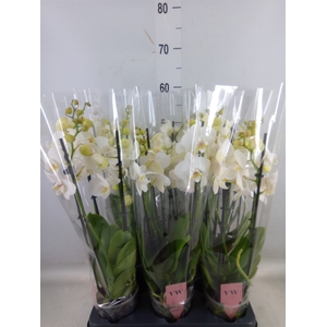 Phalaenopsis  'Ant Inverness'