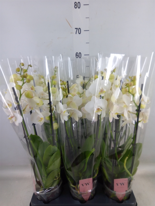 <h4>Phalaenopsis  'Ant Inverness'</h4>