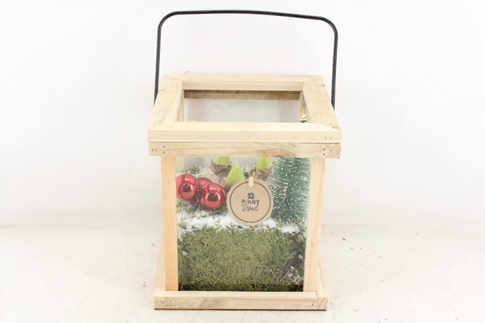 arr4 Hyacint PL - Hout lantaarn Red