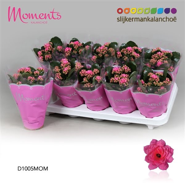 <h4>Kalanchoe Moments - Pink</h4>