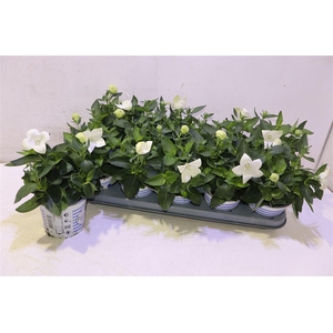 arr8 Platyco Gr Pst White