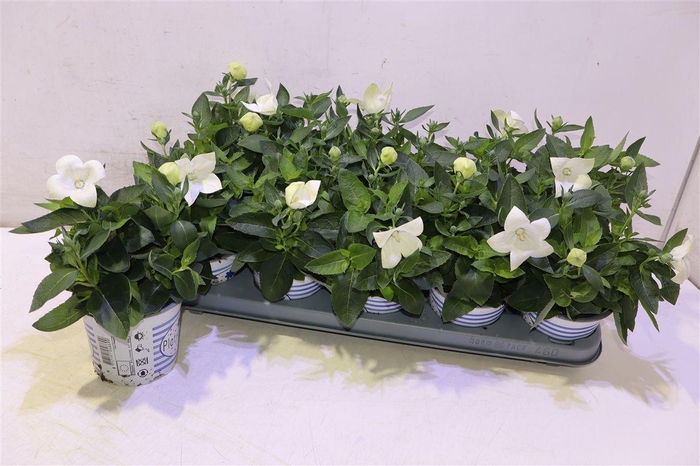 <h4>arr8 Platyco Gr Pst White</h4>