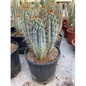 CACTUS OV