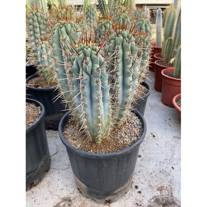 <h4>CACTUS OV</h4>