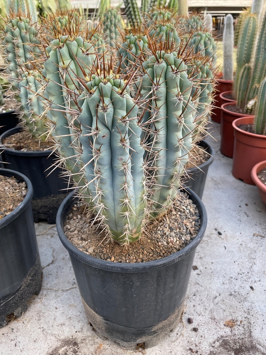 <h4>CACTUS OV</h4>