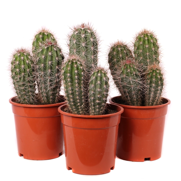 <h4>Pachycereus pringlei touffe 17 cm</h4>