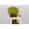 Kniphofia Sunningdale Yellow