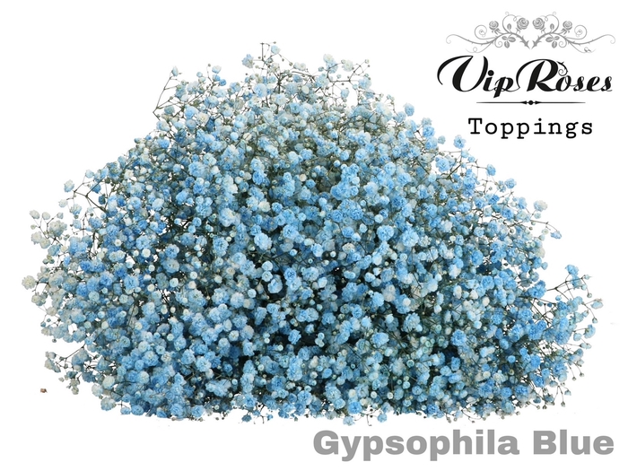 Gyps large paint blue