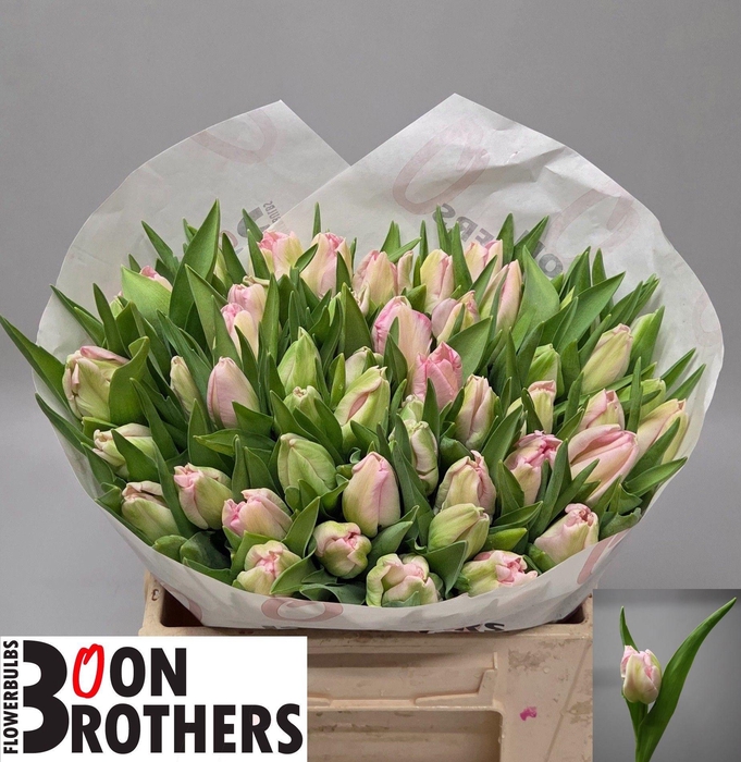 <h4>TU PA ZAMBESI</h4>