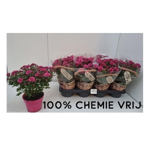 CHRYS GARDENMUM DARK PINK P14
