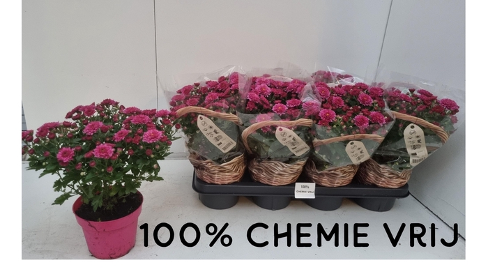 <h4>CHRYS GARDENMUM DARK PINK P14</h4>