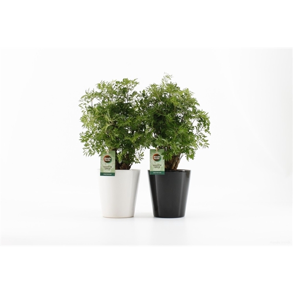 <h4>Polyscias Hawaiiana Ming in Zwart & Wit keramiek</h4>