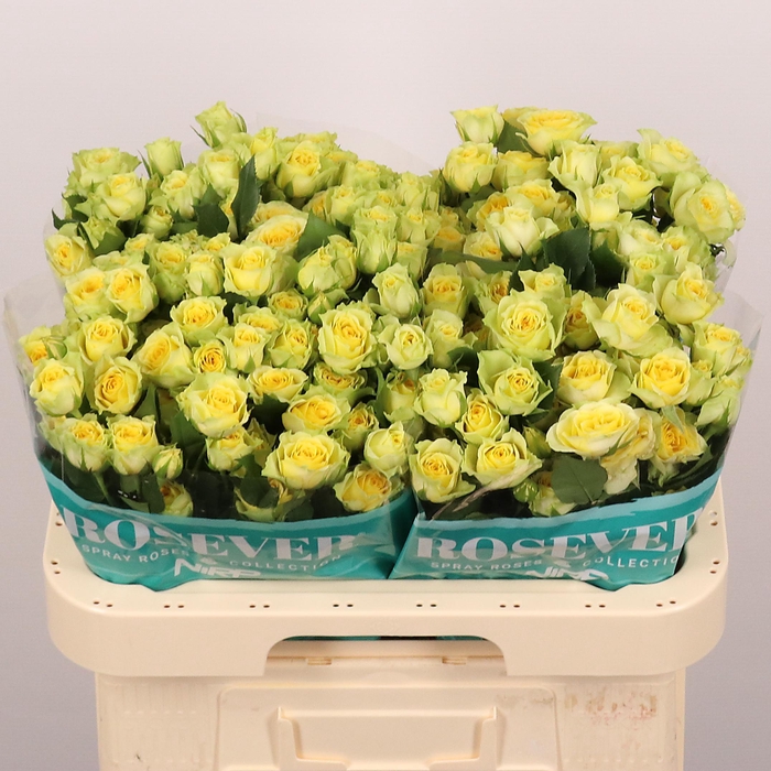 <h4>R TR SOLEIL ROSEVER</h4>