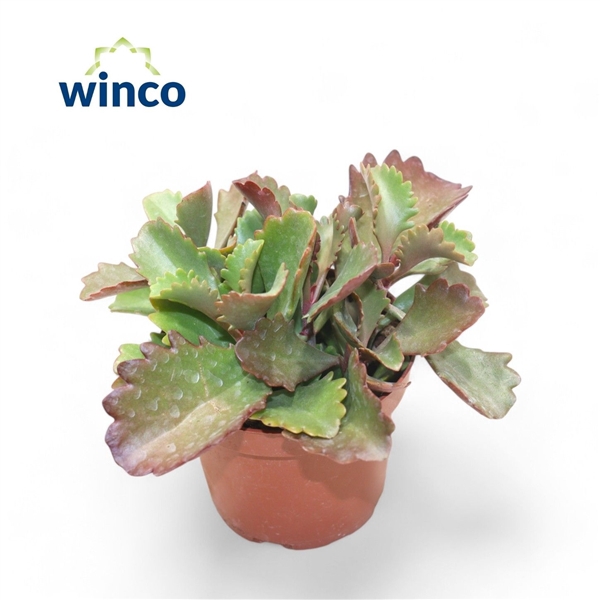 <h4>Kalanchoe Rubinea</h4>