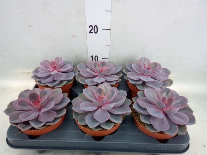 <h4>Echeveria  'Purple Pearl'</h4>